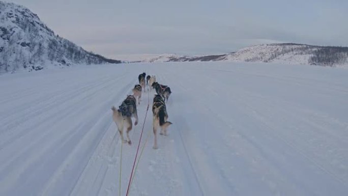 SLO MO POV游客在挪威玩有趣的狗拉雪橇