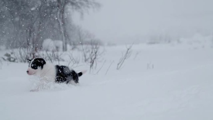 SLO MO可爱的雪橇狗小狗在雪地里涉水