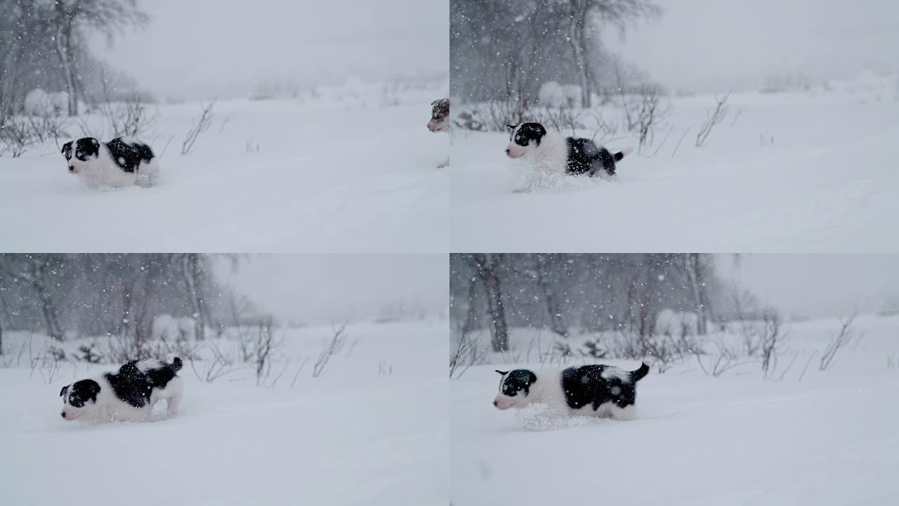 SLO MO可爱的雪橇狗小狗在雪地里涉水