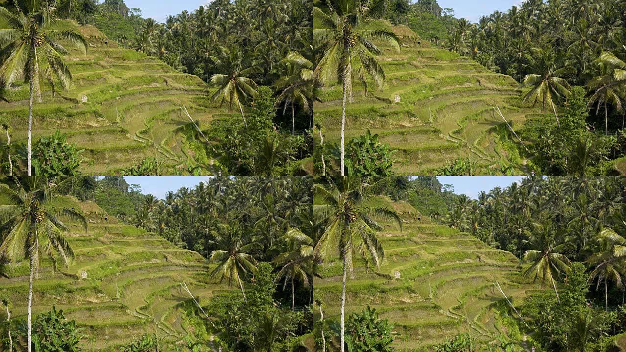 背景为棕榈树的稻田
