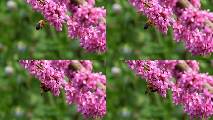 大黄蜂在盛开的紫荆花周围飞行的慢动作