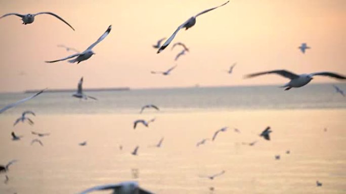 黄昏时飞行的海鸥拍动翅膀