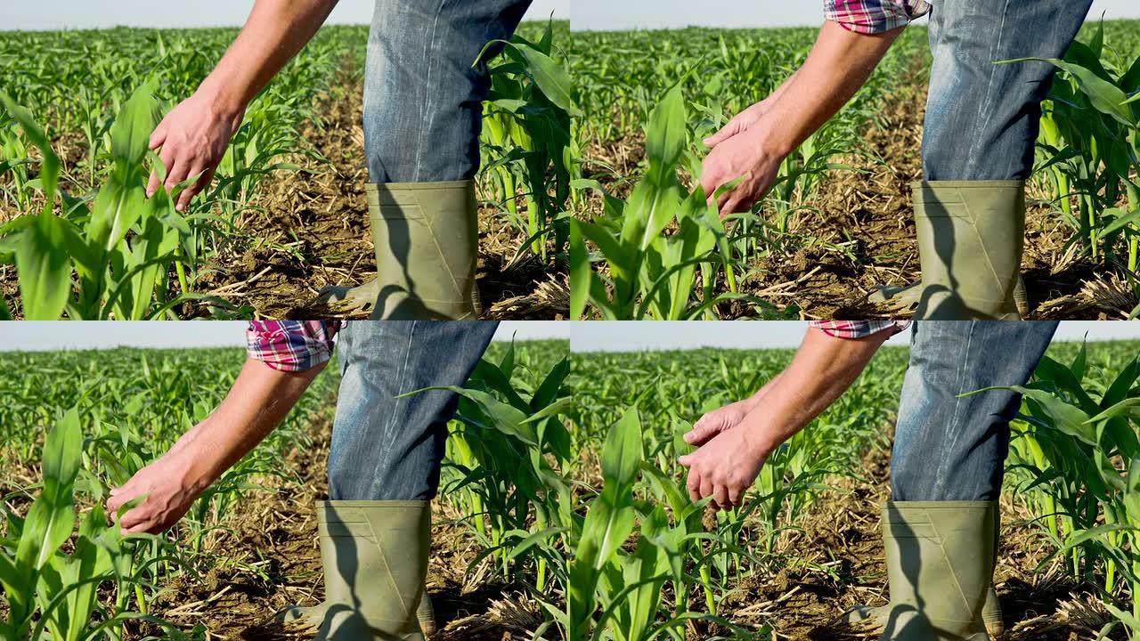 MS DS农民检查年轻的玉米植株