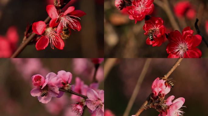 春暖花开蜜桃花采蜜合集