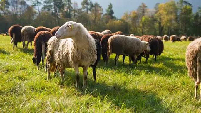 一群在牧场上放牧的绵羊
