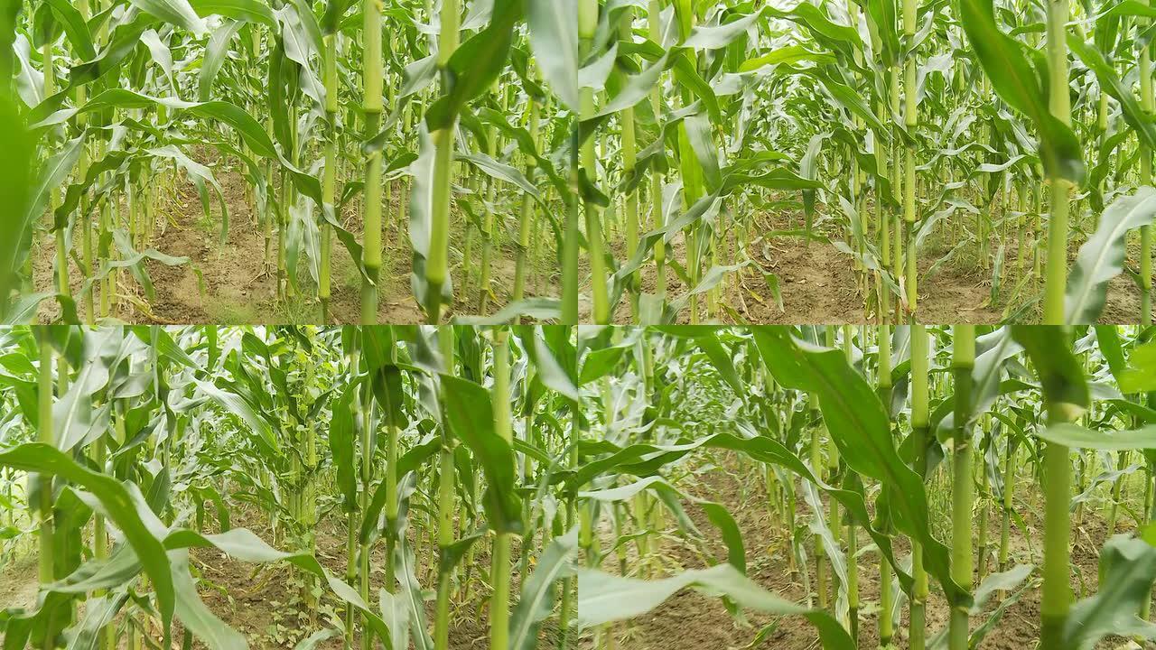 高清摄像机稳定镜头：田里的玉米茎