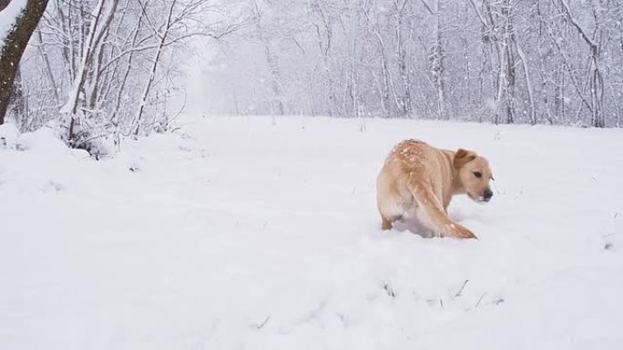 雪中流浪小狗