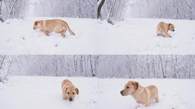 雪中流浪小狗