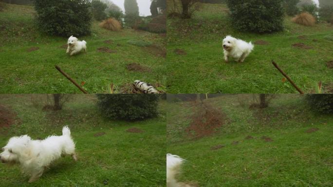 HD SUPER SLOW-MO：狗在草地上奔跑