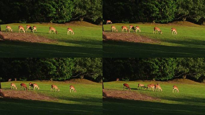 奈良鹿在奈良公园自由漫游，4k
