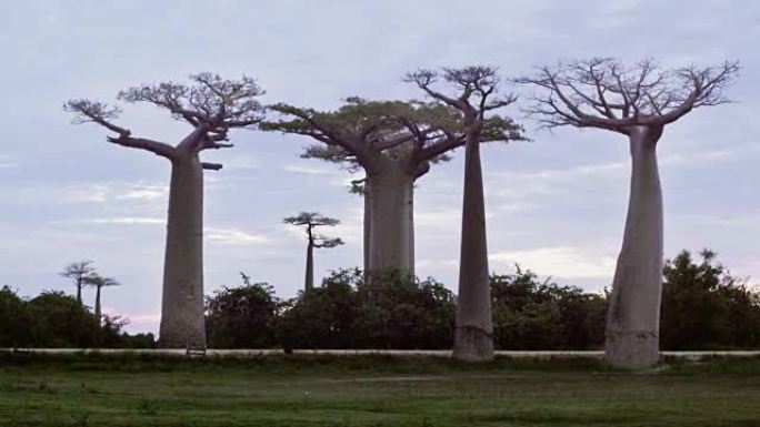 马达加斯加猴面包树大道上美丽的猴面包树