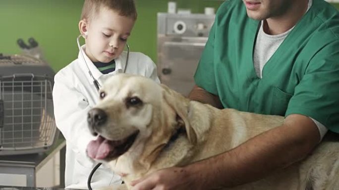 小兽医和拉布拉多宠物医院宠物检查宠物医生