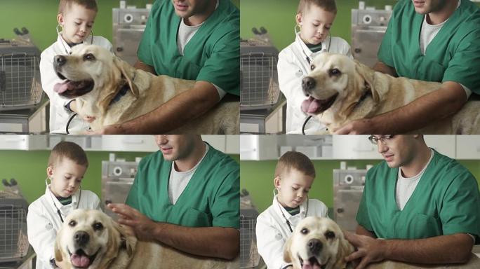 小兽医和拉布拉多宠物医院宠物检查宠物医生