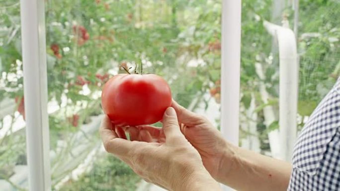 DS园丁在温室前对番茄进行质量控制