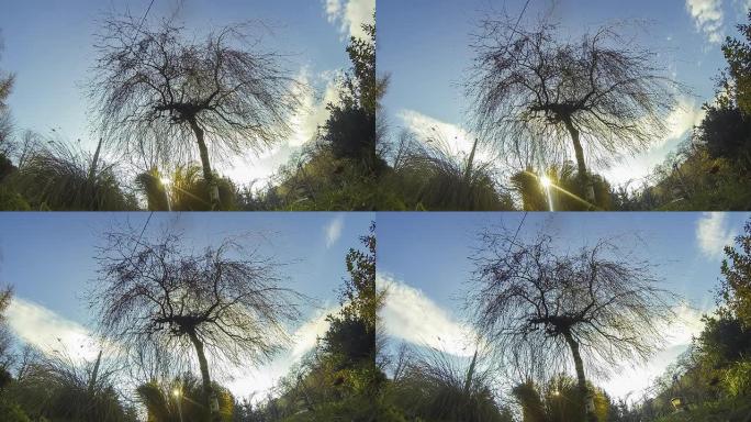 HD TIME-LAPSE:树上的云景