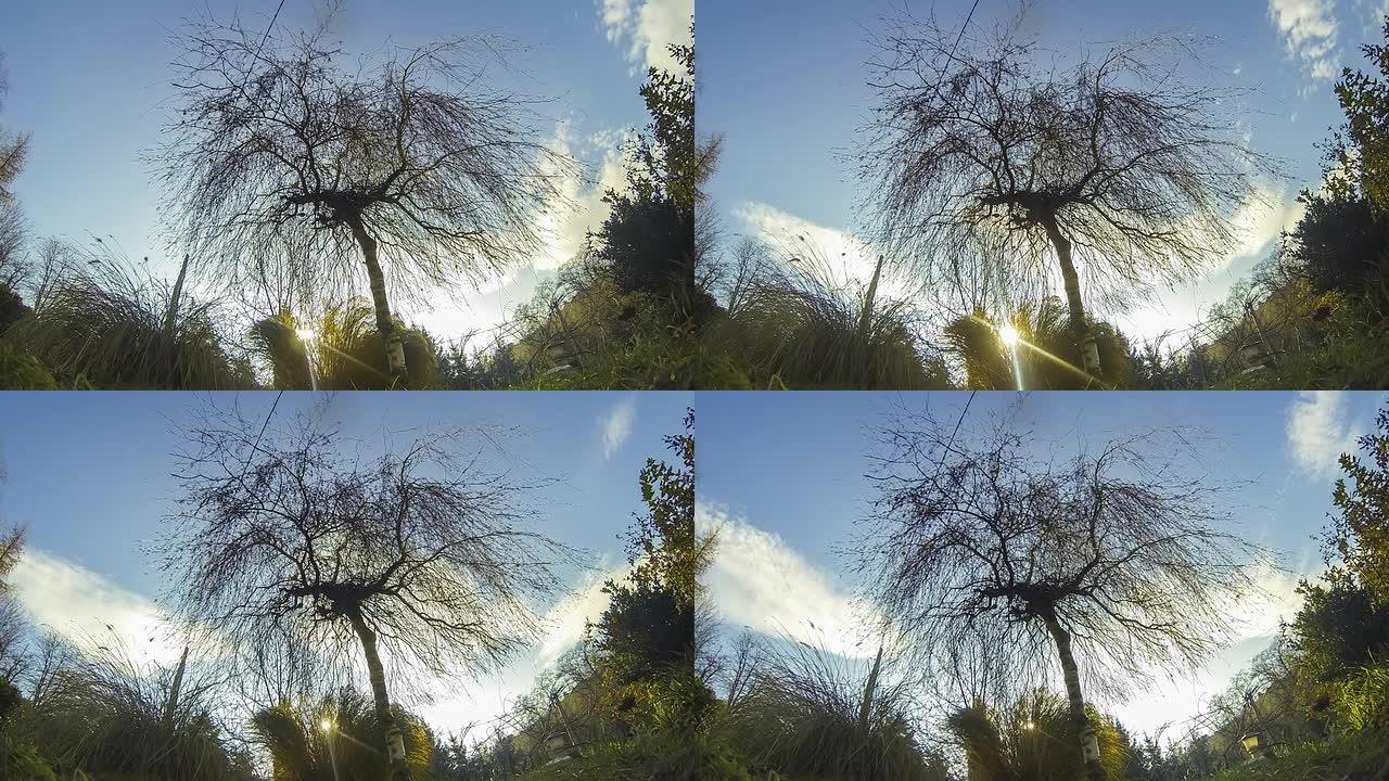 HD TIME-LAPSE:树上的云景