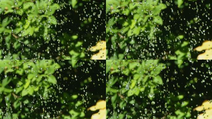 高清：彩色植物上的水滴