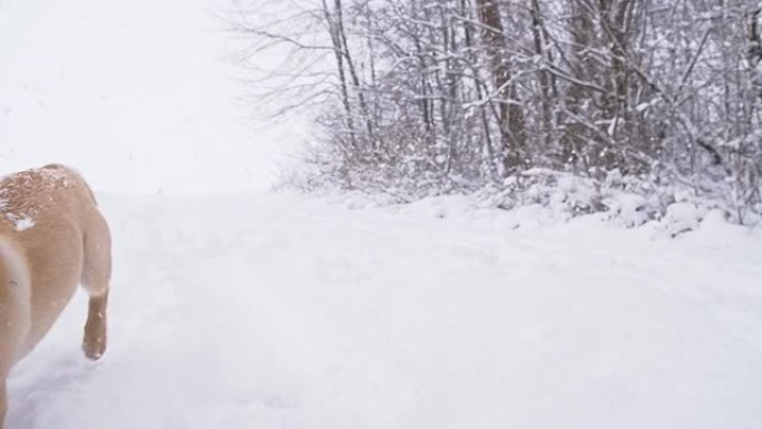 SLO MO小狗在雪地里奔跑