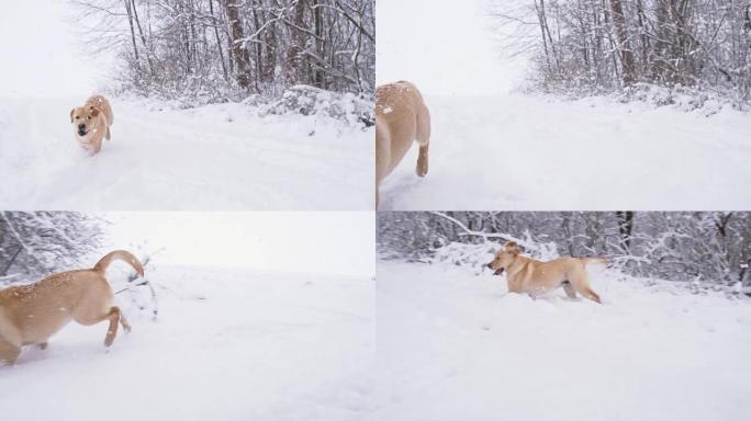 SLO MO小狗在雪地里奔跑