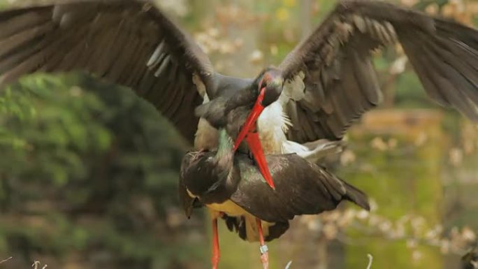 黑鹳交配野生动物保护生物生态飞翔飞鸟