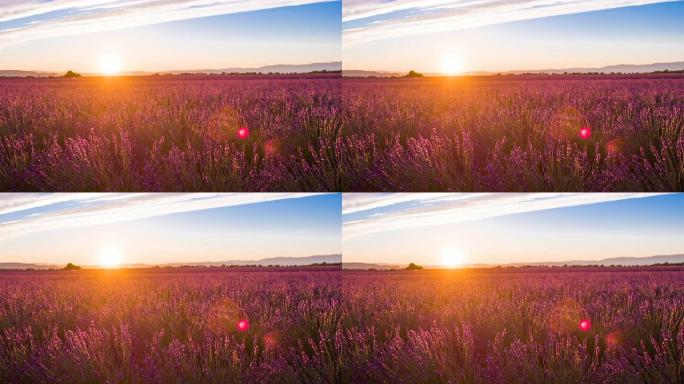 夏季日落时紫色的薰衣草田