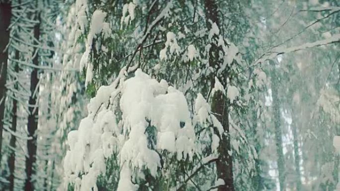 太阳在白雪皑皑的森林中移动