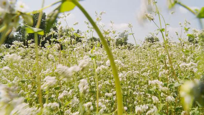 HD：穿过荞麦地穿过荞麦地