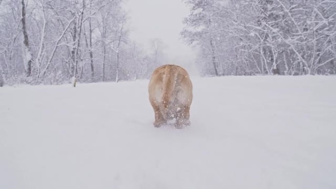 SLO MO小狗在白雪覆盖的森林中奔跑