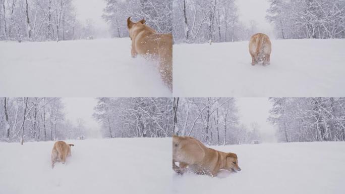 SLO MO小狗在白雪覆盖的森林中奔跑