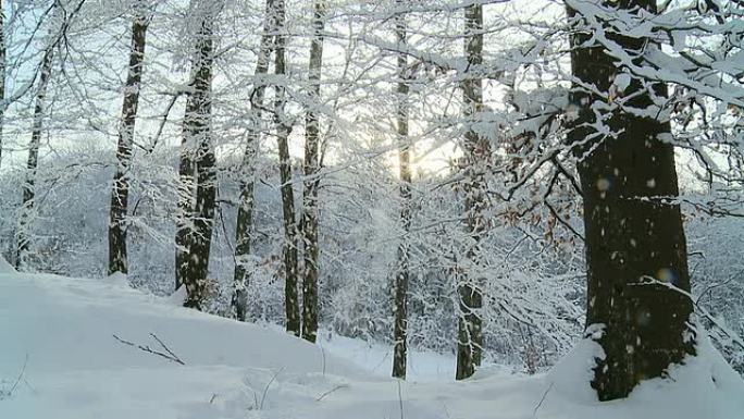 高清慢速运动：雪从树上落下