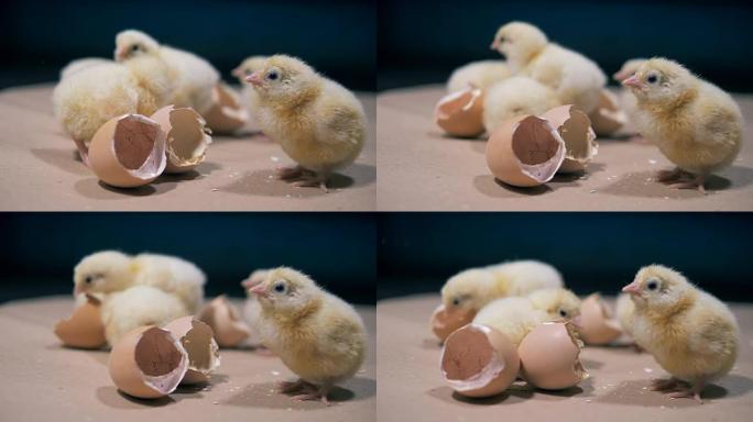 黄色小鸡和蛋壳，特写。孵化家禽鸡，坐在蛋壳附近。