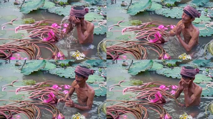 越南安江省安富美丽的粉红色莲花湖中越南老人洗脸的慢动作FHD镜头，文化和生活理念