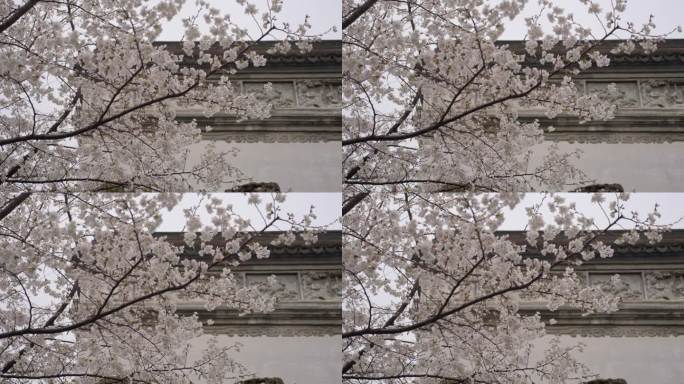 古墙外的樱花树