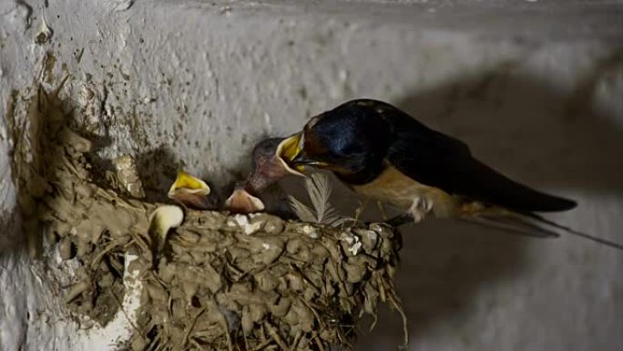 SLO MO鸟在墙上的巢中喂养小鸡