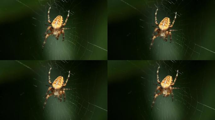 蜘蛛特写展示微距实拍虫子