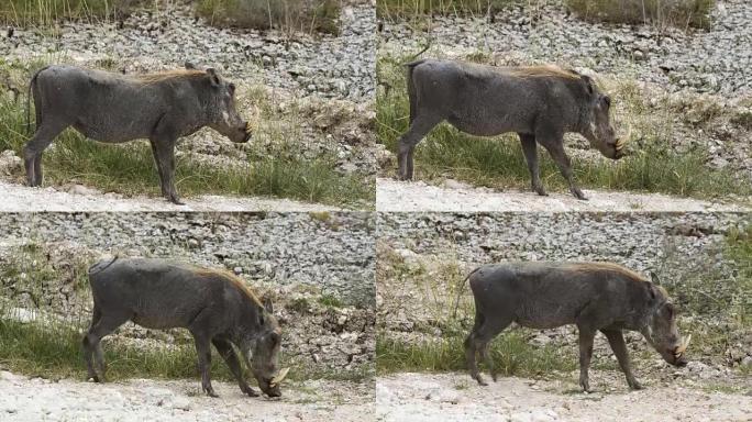 非洲疣猪野猪野生动物