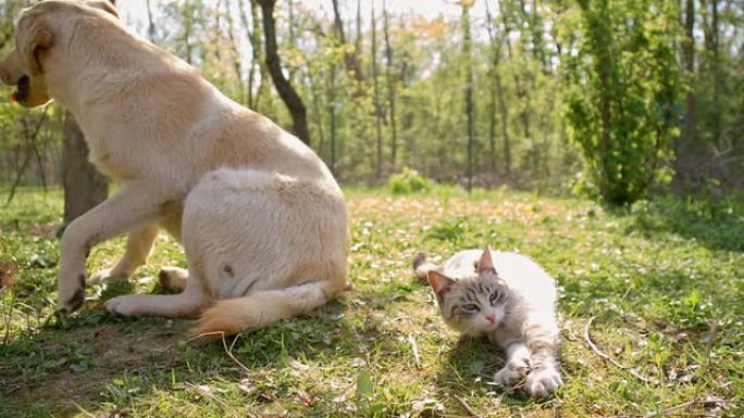 猫和小狗一起玩耍草坪户外