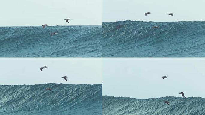 慢动作: 三只海鸥靠近即将破裂的大海浪飞行。