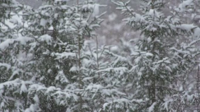 下雪雪林雪景冰天雪地