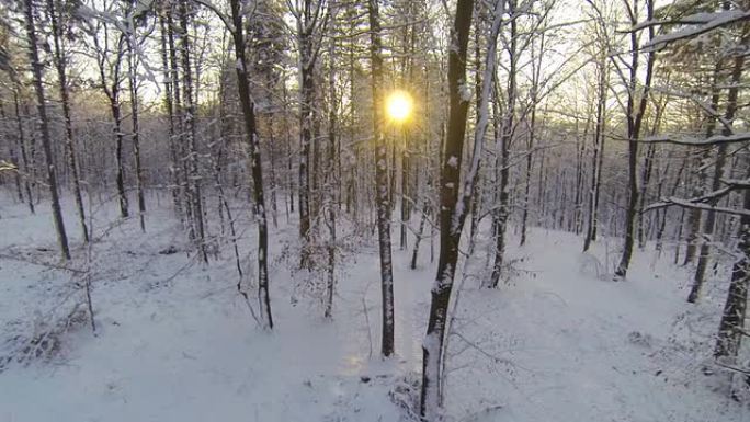 高清直升机: 雪中的树木