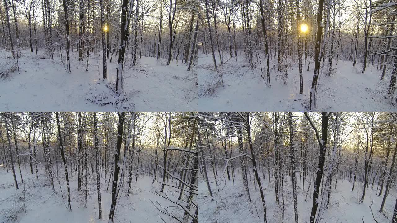 高清直升机: 雪中的树木
