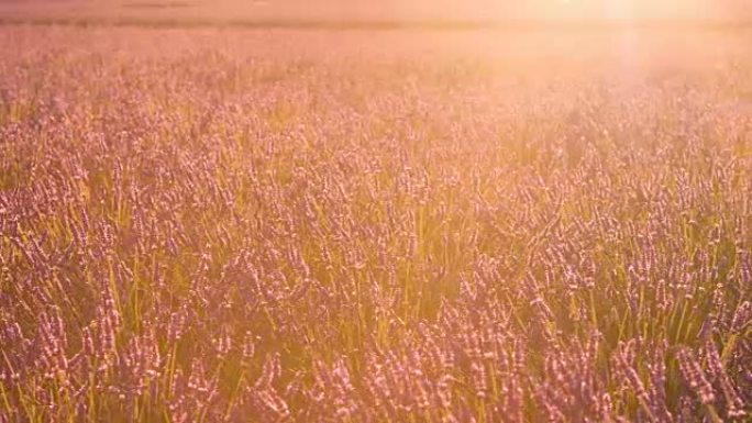 紫色的薰衣草田野在日落时在风中跳舞