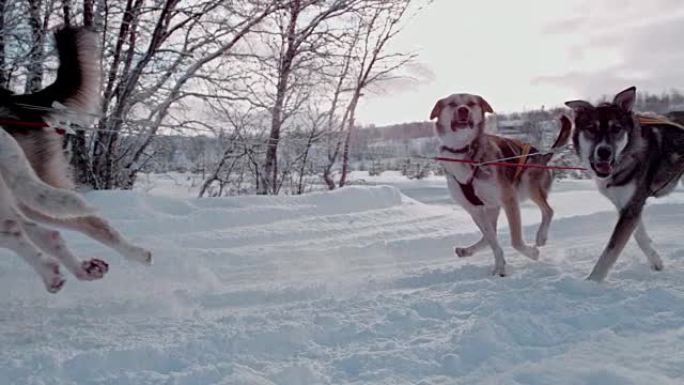 SLO MO雪橇狗在雪地里拉雪橇