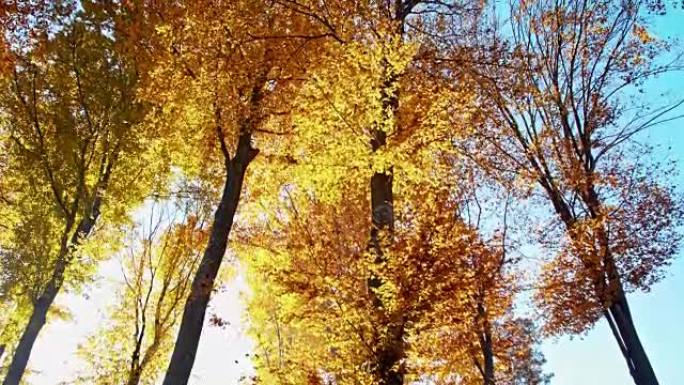 秋天颜色的SLO MO美丽的树木