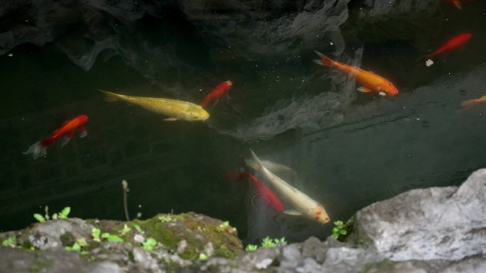 雨天景观池中观赏鱼锦鲤