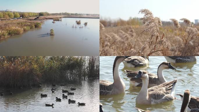 湿地公园芦苇鸟类有航拍4K