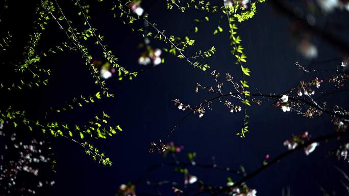 《雨夜樱花》