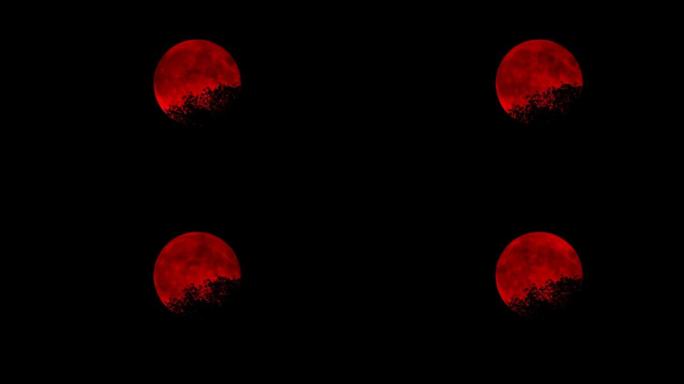 树顶后面的红色月亮