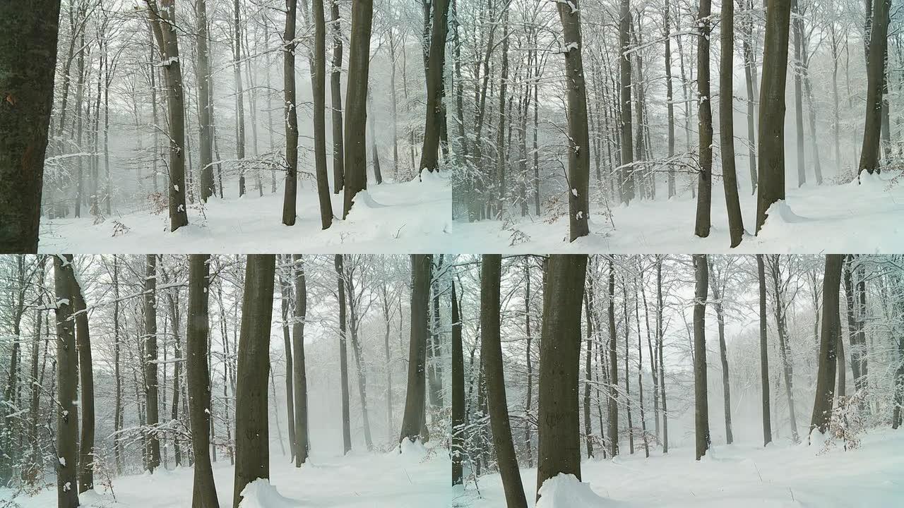 HD STEADYCAM：穿越冬季森林
