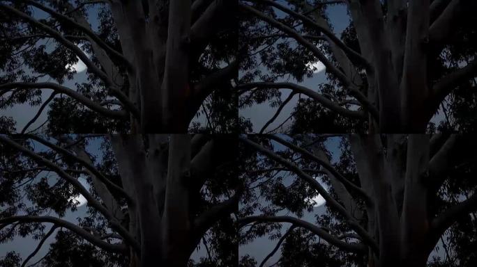 内陆桉树后面的月亮